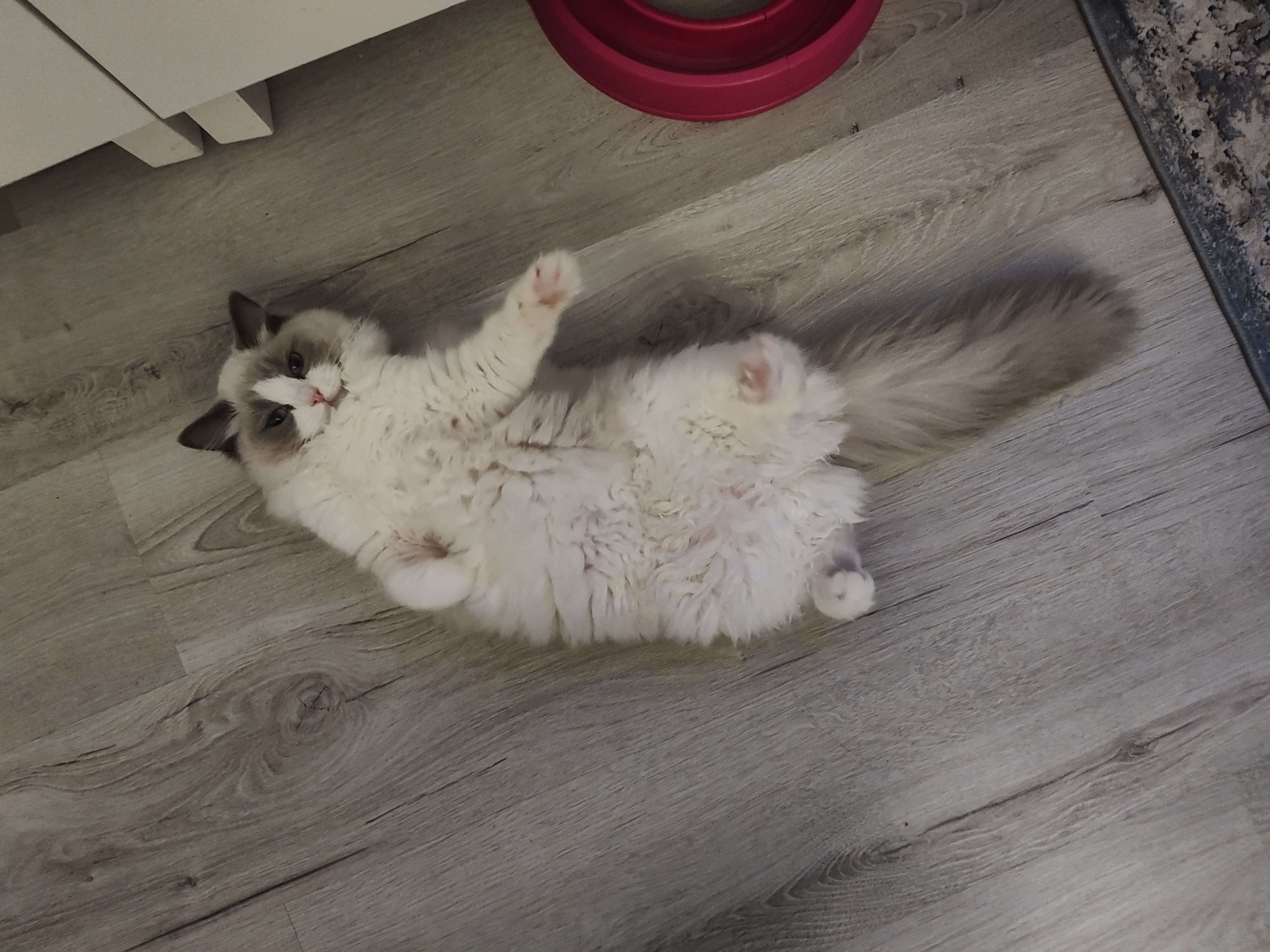 Luna